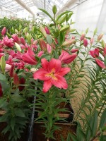 [5312 Tessala No02.JPG]